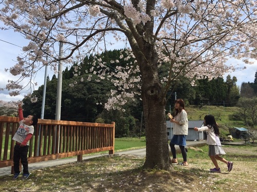 桜のじゅうたん