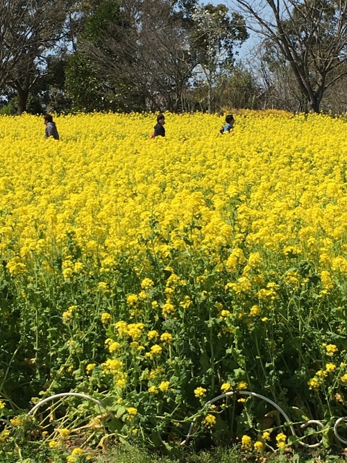 偉大なる母の声