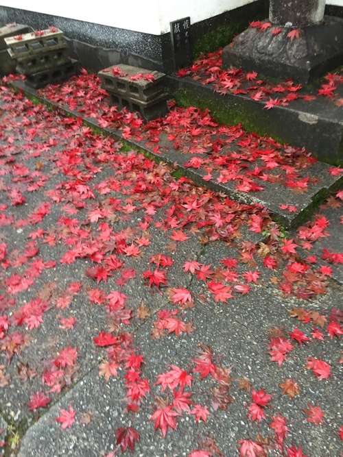 本日は