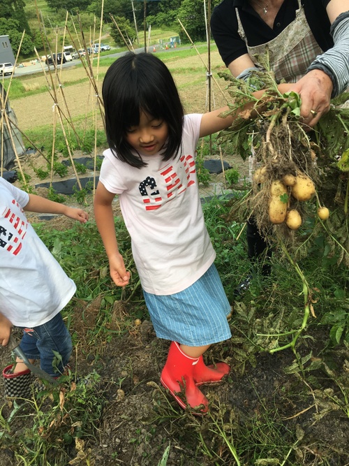 じゃがいも堀り！