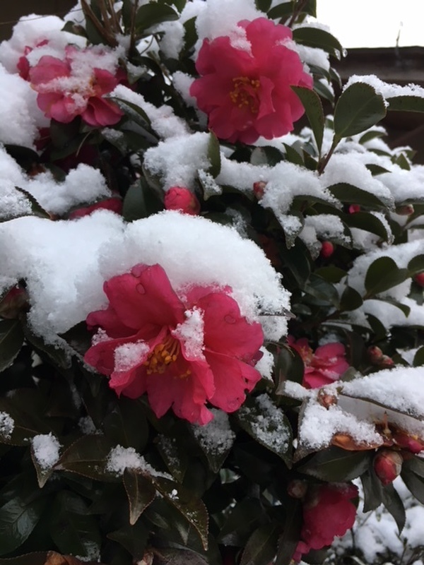 雪景色♪