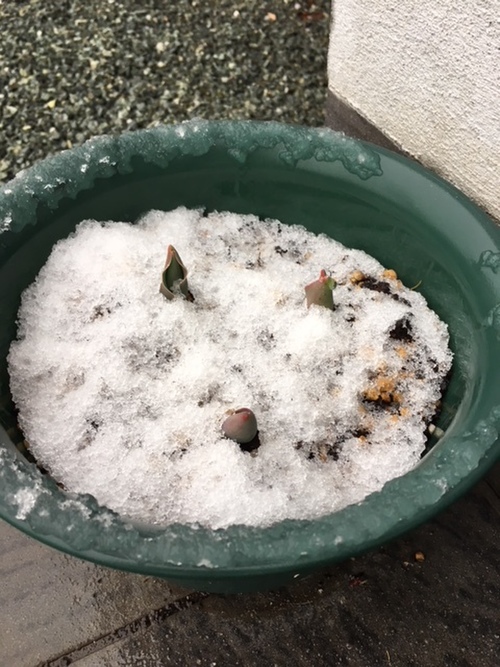 雪にも負けず・・・
