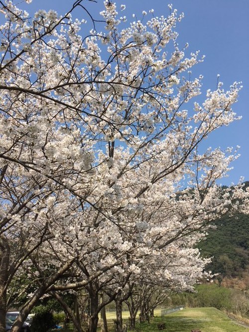 桜満開の珍道中♪