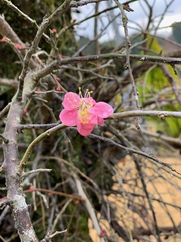 梅の花