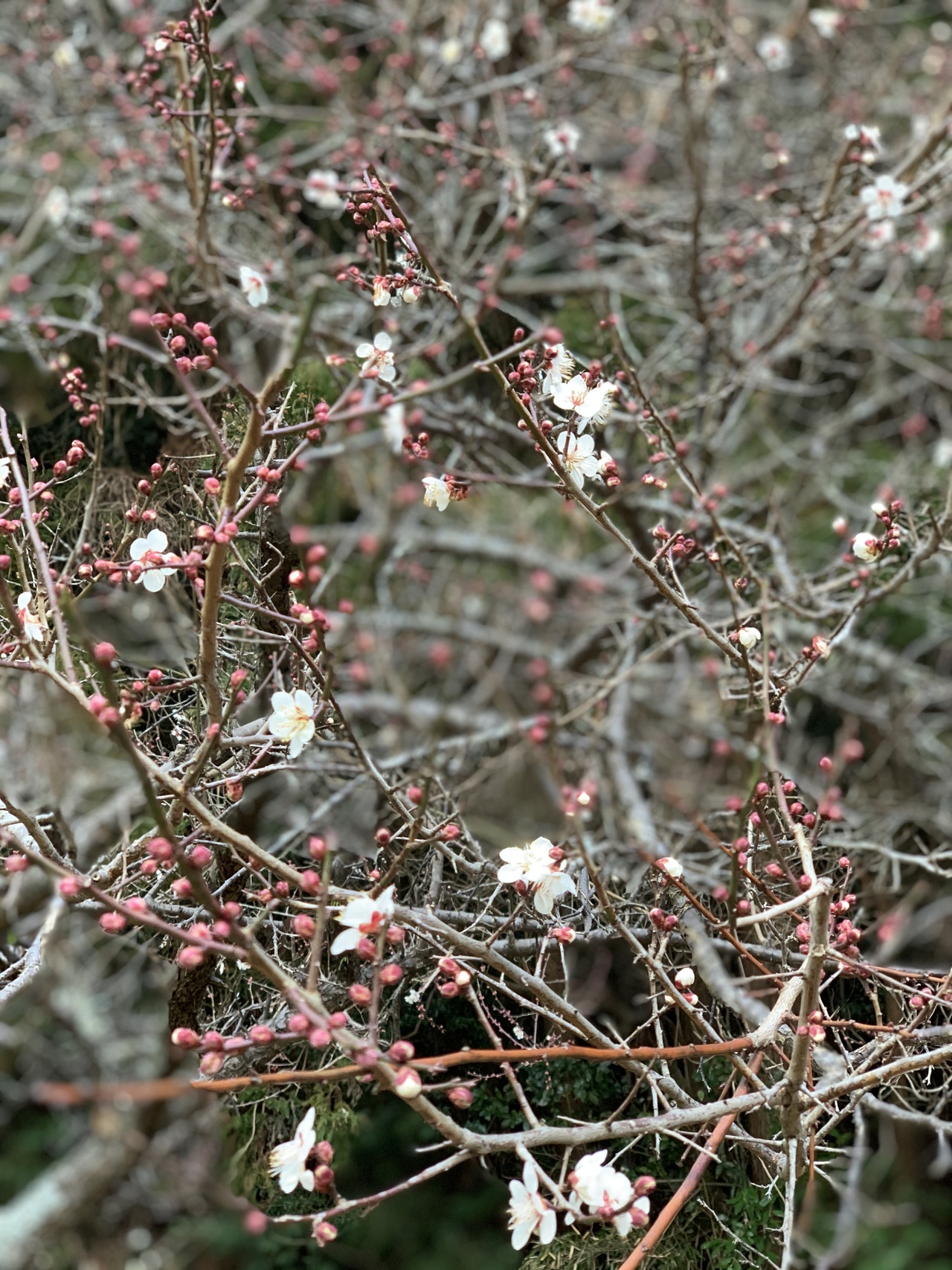 春はすぐそこ♪