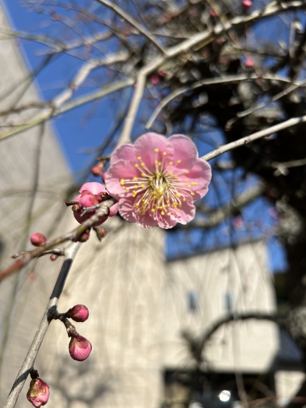 梅の花咲いた♪