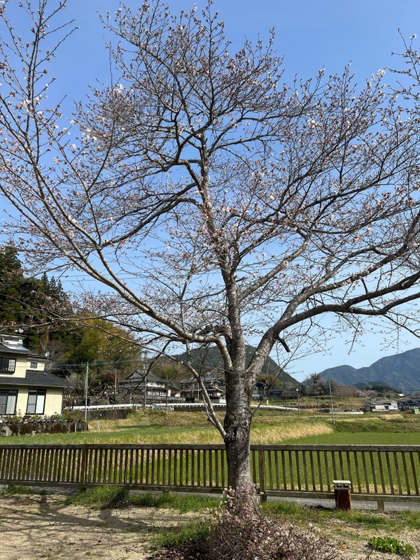 桜ちらほら