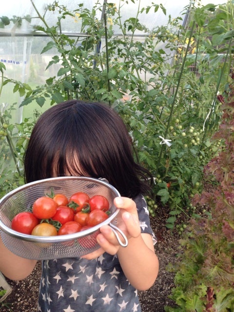 家庭菜園～ミニトマト～