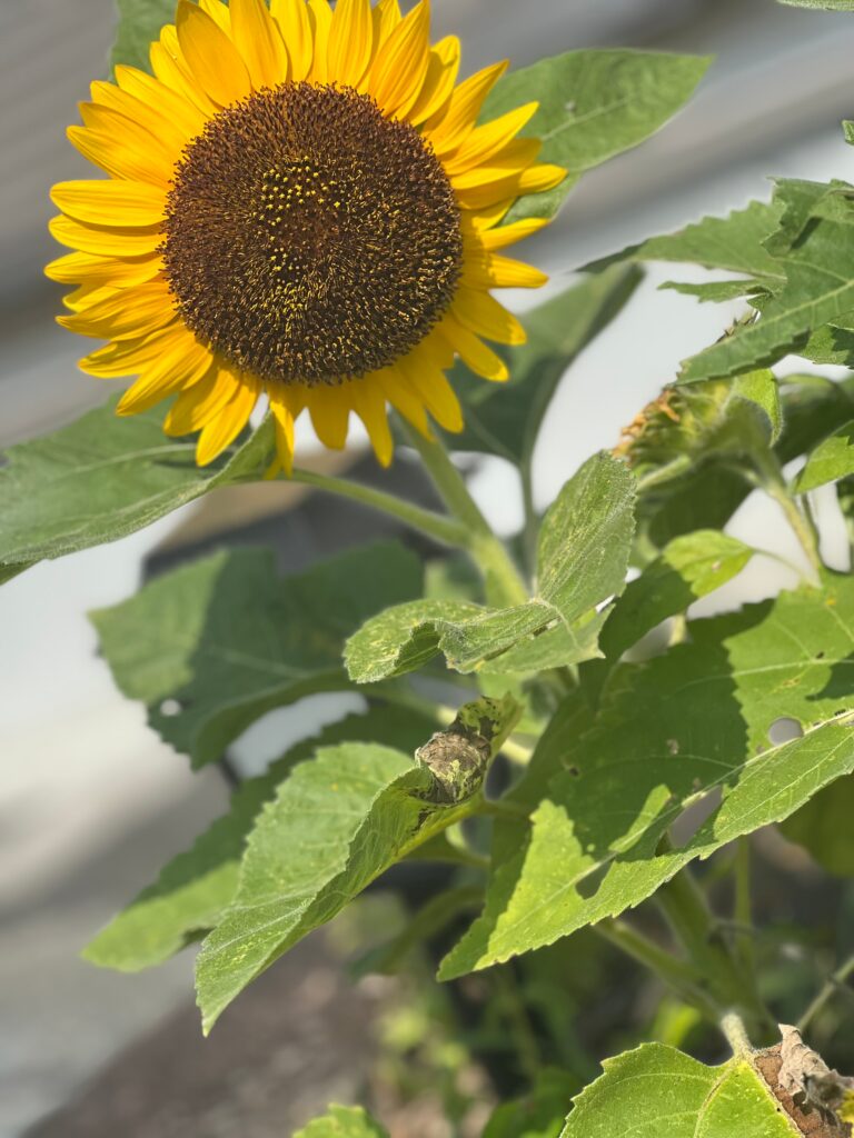 夏もいよいよ終わりです。。。