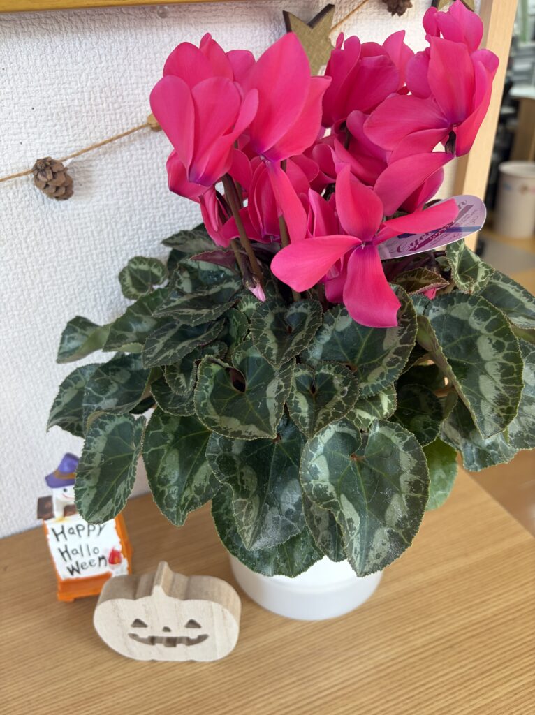 シクラメン♪