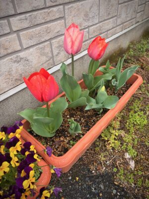 お花が咲きだしました！