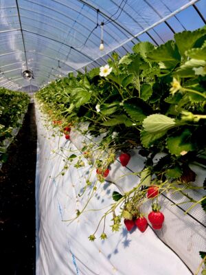 イチゴ狩りへ行きました！