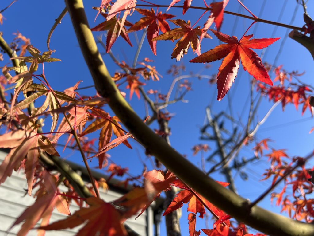 紅葉ももう少し