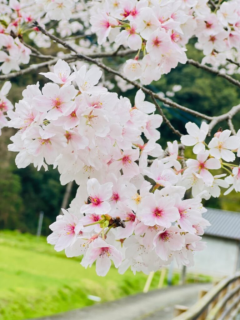 雨の前にお花見